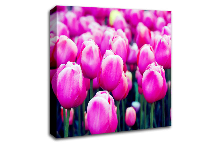 A Field Of Pink Tulips Canvas Wall Art