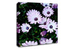 White Pink Baby Daisies Canvas Wall Art