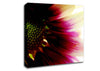Petal Detail Canvas Wall Art