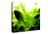 Green Buds In Sunlight Canvas Wall Art
