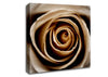 Stunning Sepia Rose Close-Up Canvas Wall Art