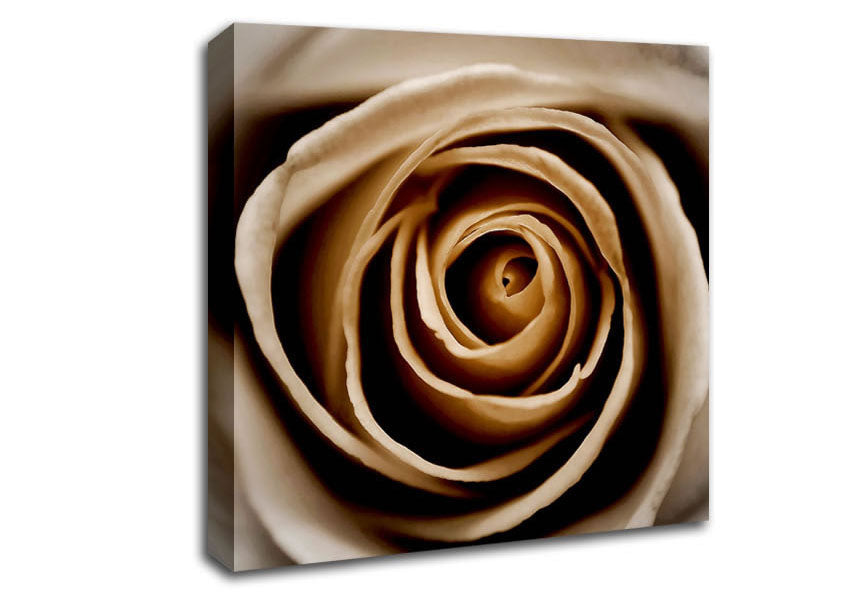 Stunning Sepia Rose Close-Up Canvas Wall Art