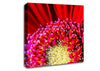 Red Gerbera Face Close-Up Canvas Wall Art