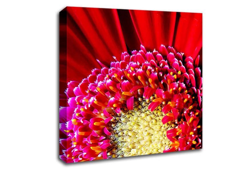 Red Gerbera Face Close-Up Canvas Wall Art