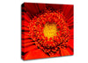 The Centre Of A Gerbera Canvas Wall Art