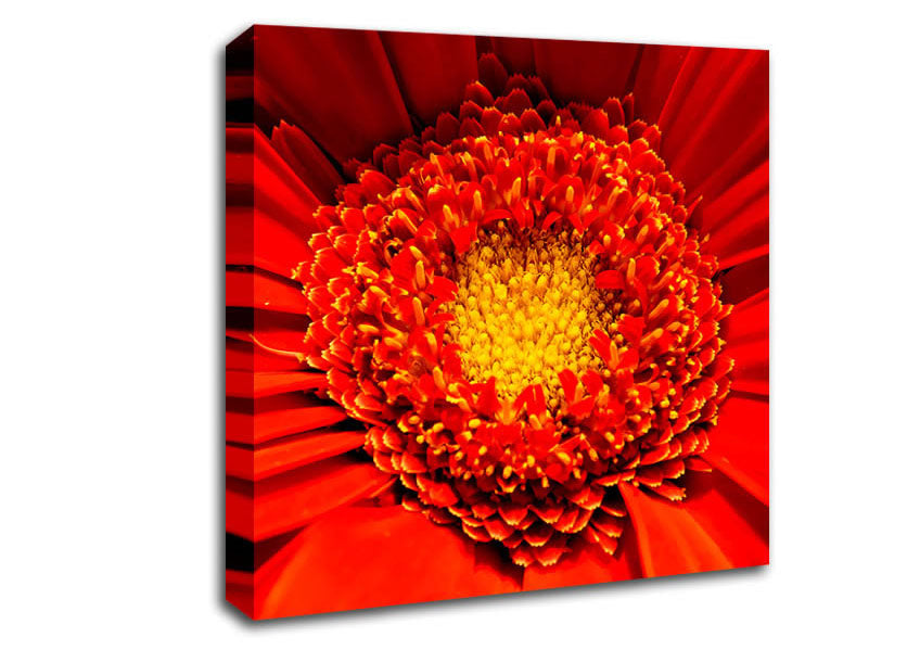 The Centre Of A Gerbera Canvas Wall Art