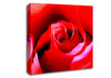 Pink Rose Bud Canvas Wall Art