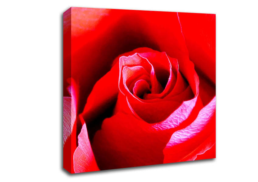 Pink Rose Bud Canvas Wall Art