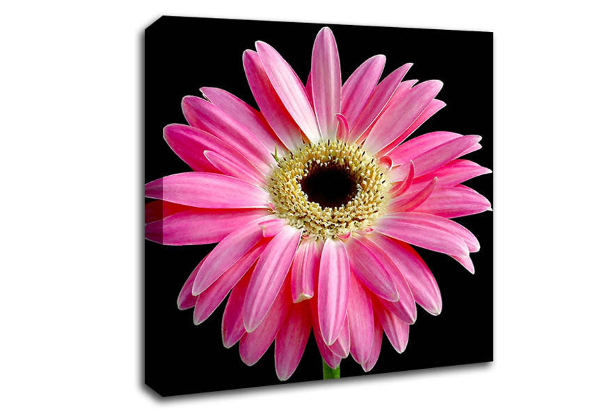 Pink Daisy On Black Canvas Wall Art