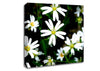 White Garden Daisies Canvas Wall Art