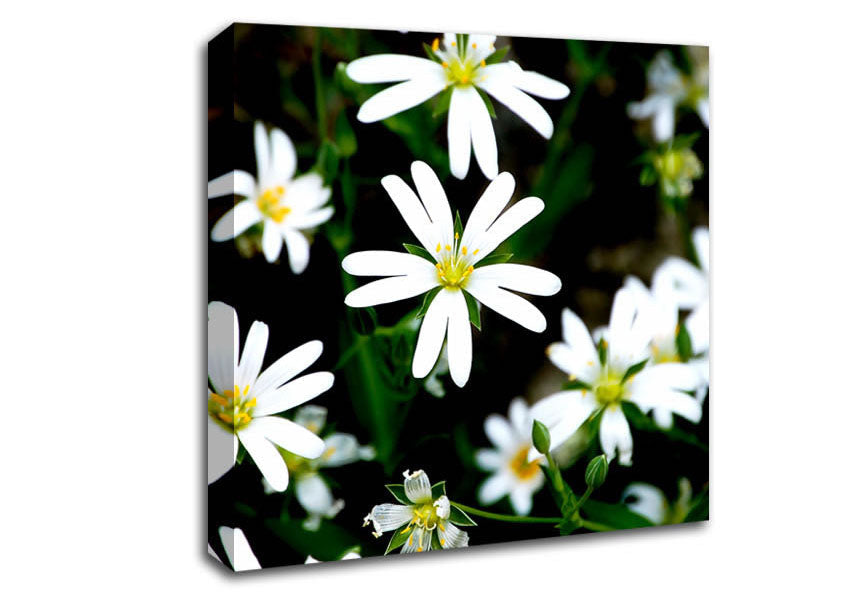 White Garden Daisies Canvas Wall Art