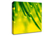 Energy Of A Plant Canvas Wall Art