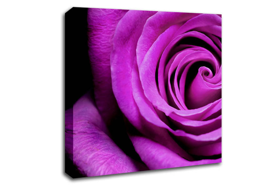 Purple Velvet Rose Canvas Wall Art
