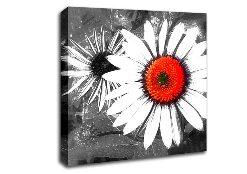 Daisy Centre Canvas Wall Art