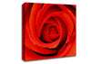 Close-Up Of A Beautiful Rose Canvas Wall Art