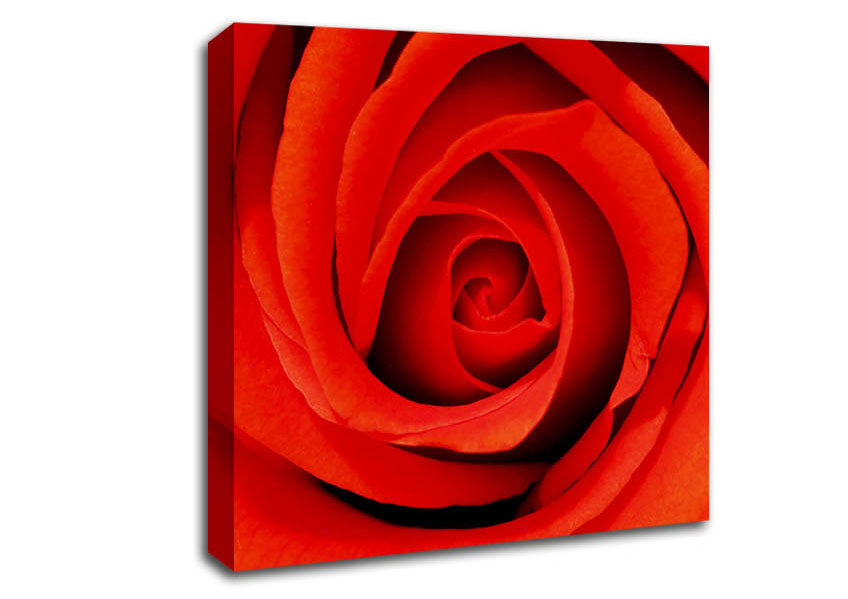 Close-Up Of A Beautiful Rose Canvas Wall Art