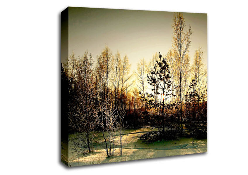 Trees Shadow Winter Canvas Wall Art