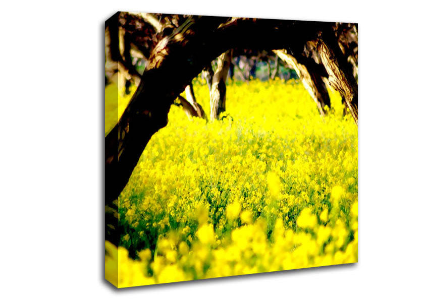 Orchard Sun Beam Canvas Wall Art