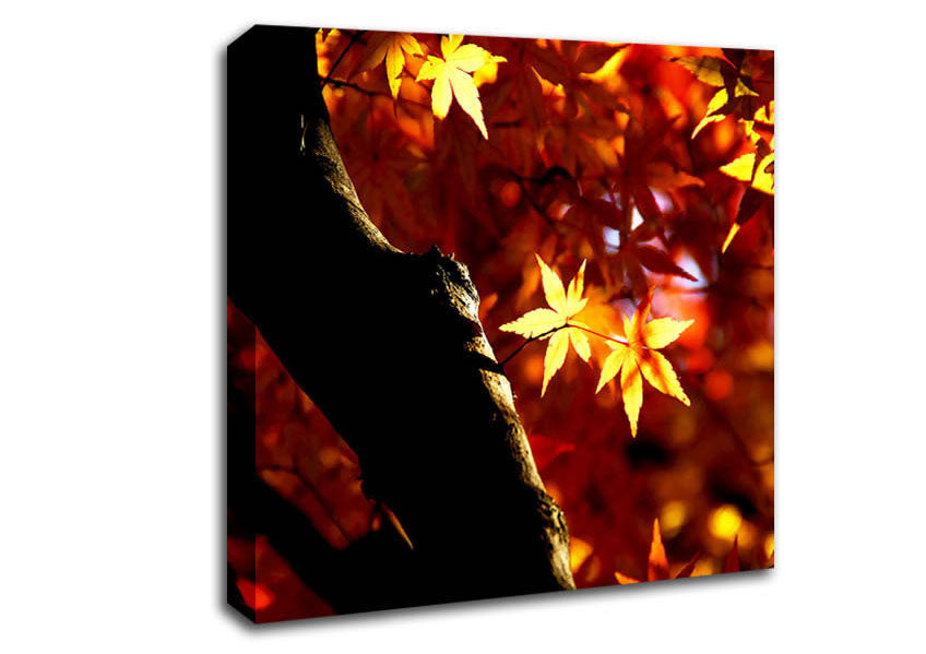 Tree Trunk Autumn Canvas Wall Art