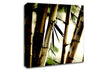 Bamboo Stalks Canvas Wall Art