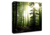 Coniferous Forest Canvas Wall Art