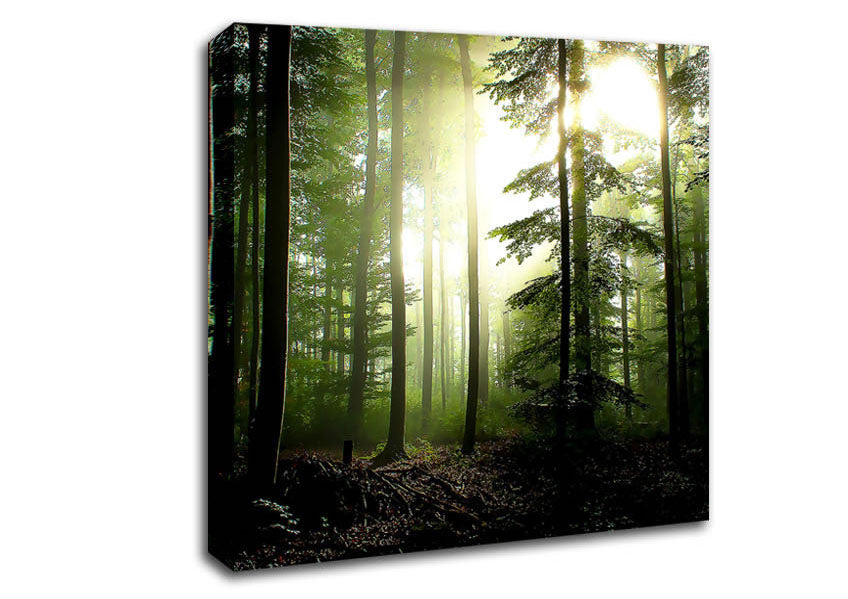 Coniferous Forest Canvas Wall Art