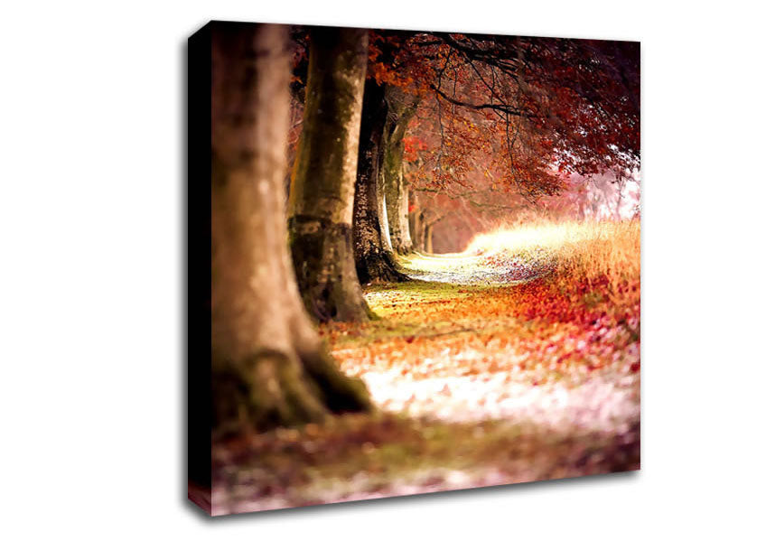 Beech Autumn Trees Canvas Wall Art