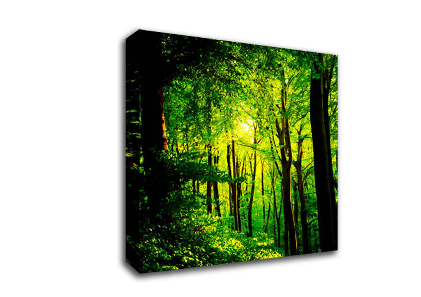 Emerald Forest Walk Canvas Wall Art