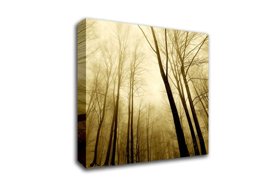In The Depth Of The Forest Canvas Wall Art