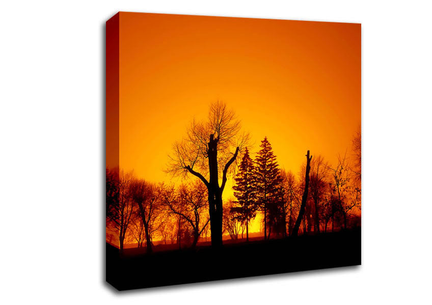 The Forest Aglow Canvas Wall Art