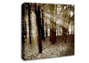 Sun Beams Through The Chocolate Forest Canvas Wall Art