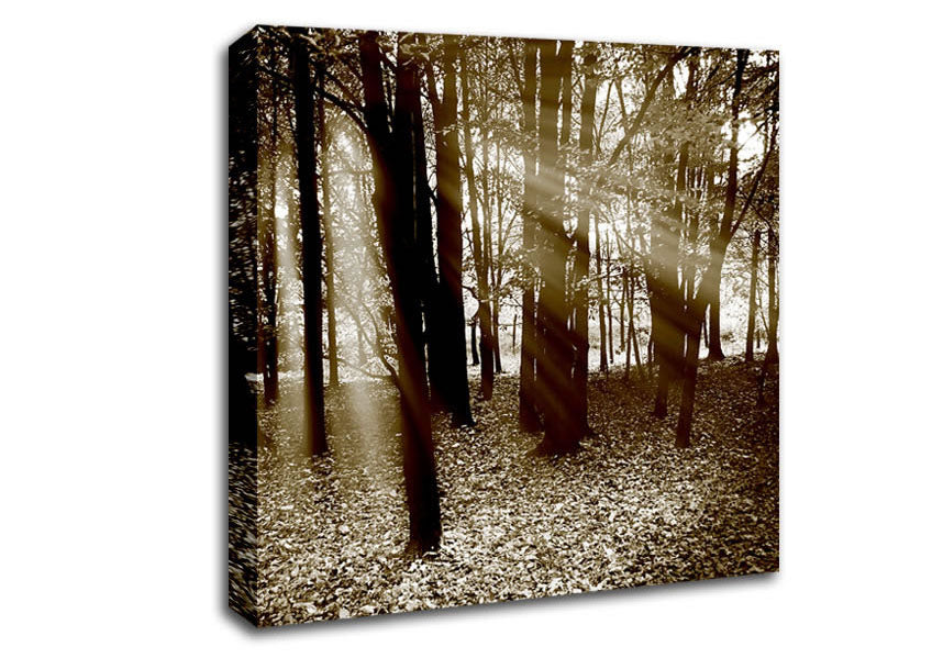 Sun Beams Through The Chocolate Forest Canvas Wall Art