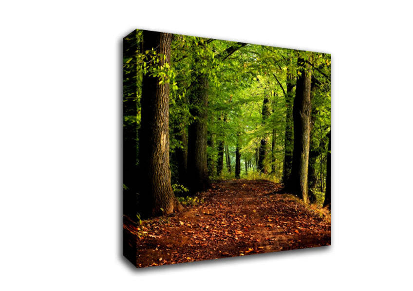 Woodland Path Walk Canvas Wall Art