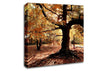 In The Depths Of The Old Forest Canvas Wall Art