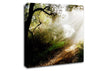 Forest Sunlight Walk Canvas Wall Art