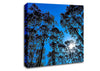 Blue Tree Top Skys Canvas Wall Art
