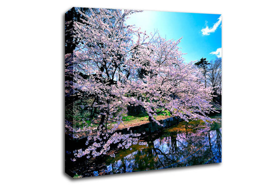 Cherry Blossom Trees Canvas Wall Art