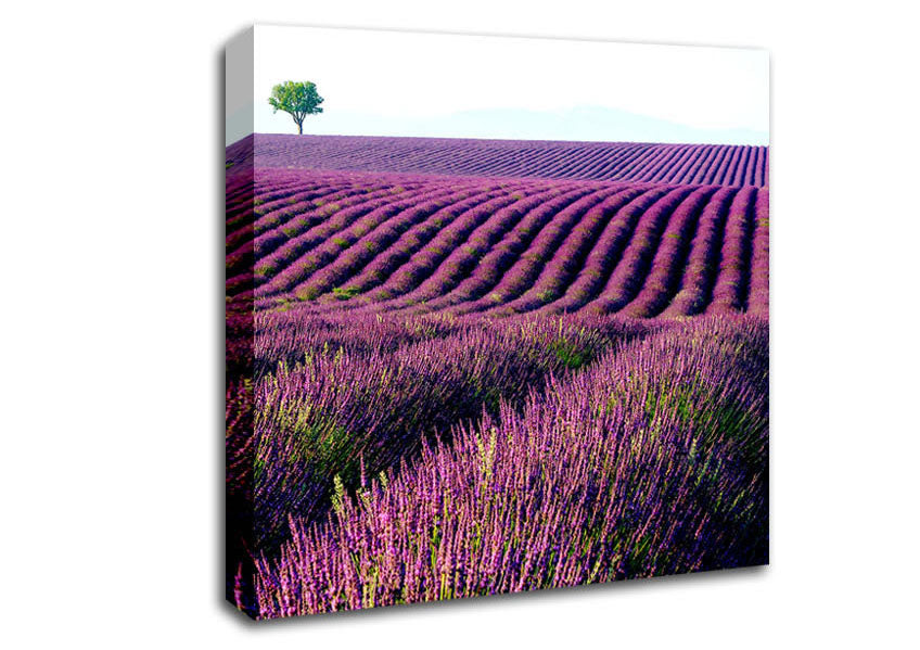 Summer Lavender Fields Canvas Wall Art