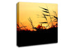 Sunset Reeds Canvas Wall Art