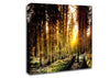 Old Forest In Yosemite Canvas Wall Art