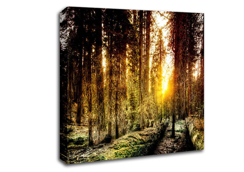 Old Forest In Yosemite Canvas Wall Art