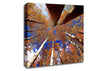Above The Trees Canvas Wall Art