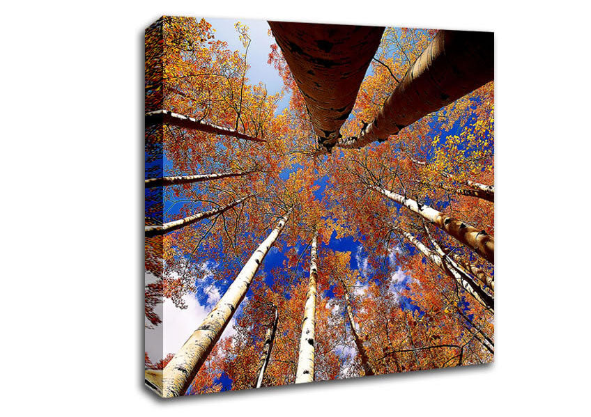 Above The Trees Canvas Wall Art