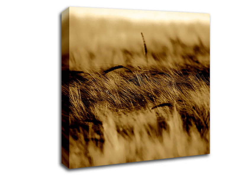 Wheatfield Sepia Canvas Wall Art