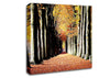 Woodland Walk Canvas Wall Art