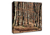 Woodland Beauty Canvas Wall Art