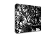 Tree In The Wind B n W Canvas Wall Art