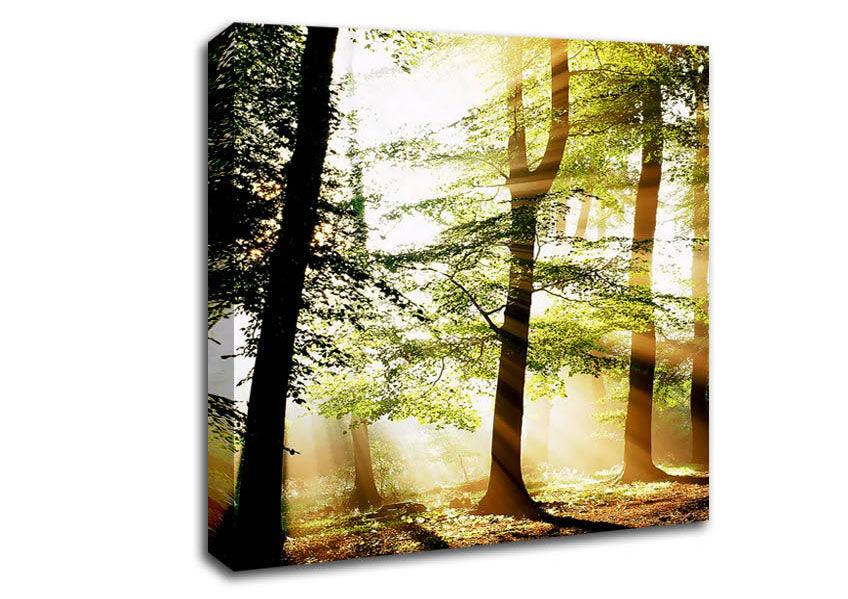 Treeline Sunbeam Canvas Wall Art