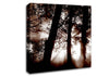 Sunrays Through The Woodland Brown Canvas Wall Art