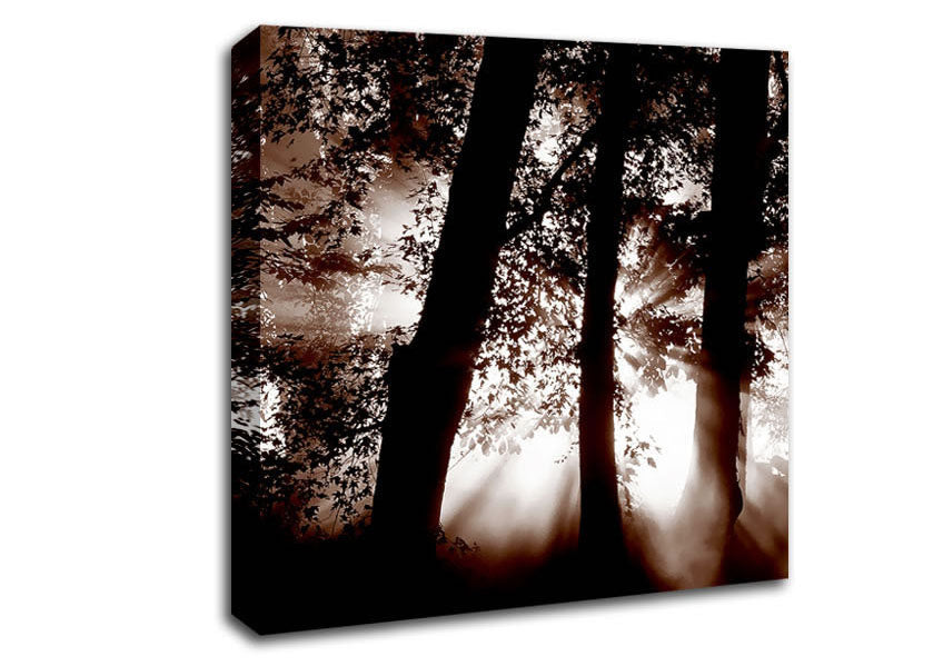 Sunrays Through The Woodland Brown Canvas Wall Art
